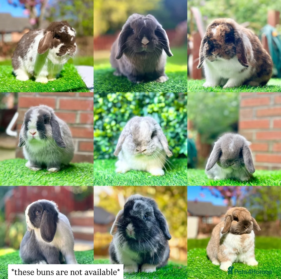 Mini Lop rabbits for sale: Mini Lops available to Reserve 🐰 - Advert 2