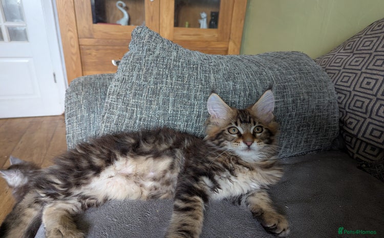 Maine Coon cats - Advert 2