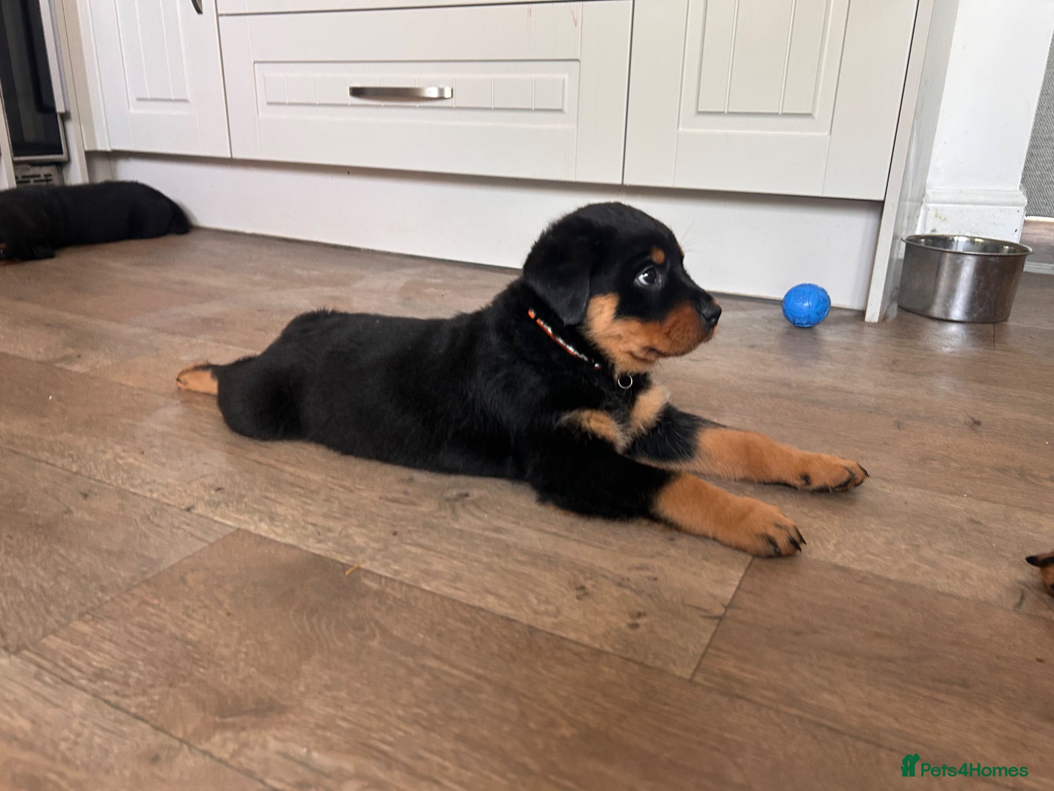 Rottweiler dogs for sale: Pure breed Rottweiler puppies for sale - Advert 4