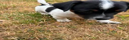 Jack Russell dogs for sale: Jack Russell puppies for sale - Advert 11