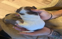 Jack Russell dogs for sale: Purê bred min ature Jack russell puppies - Image 18