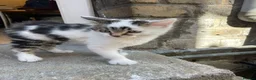 Mixed Breed cats for sale: Little boy looking for a new home - Advert 4