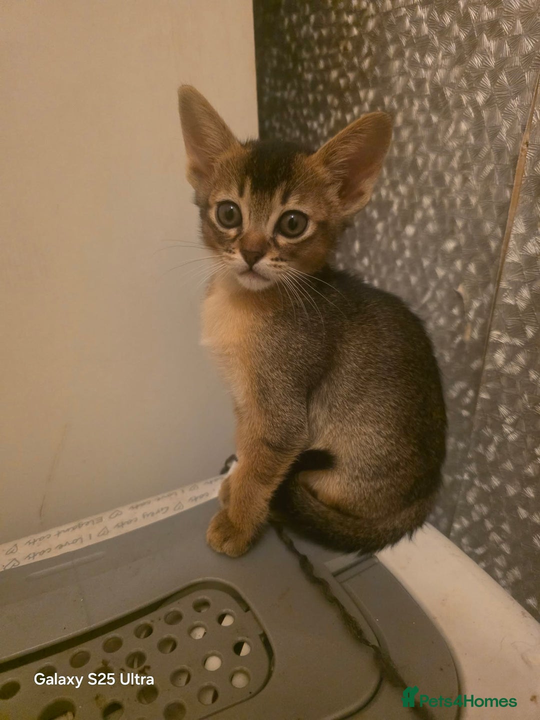 Mixed Breed cats for sale: Beautiful kittens looking for their forever homes - Advert 7