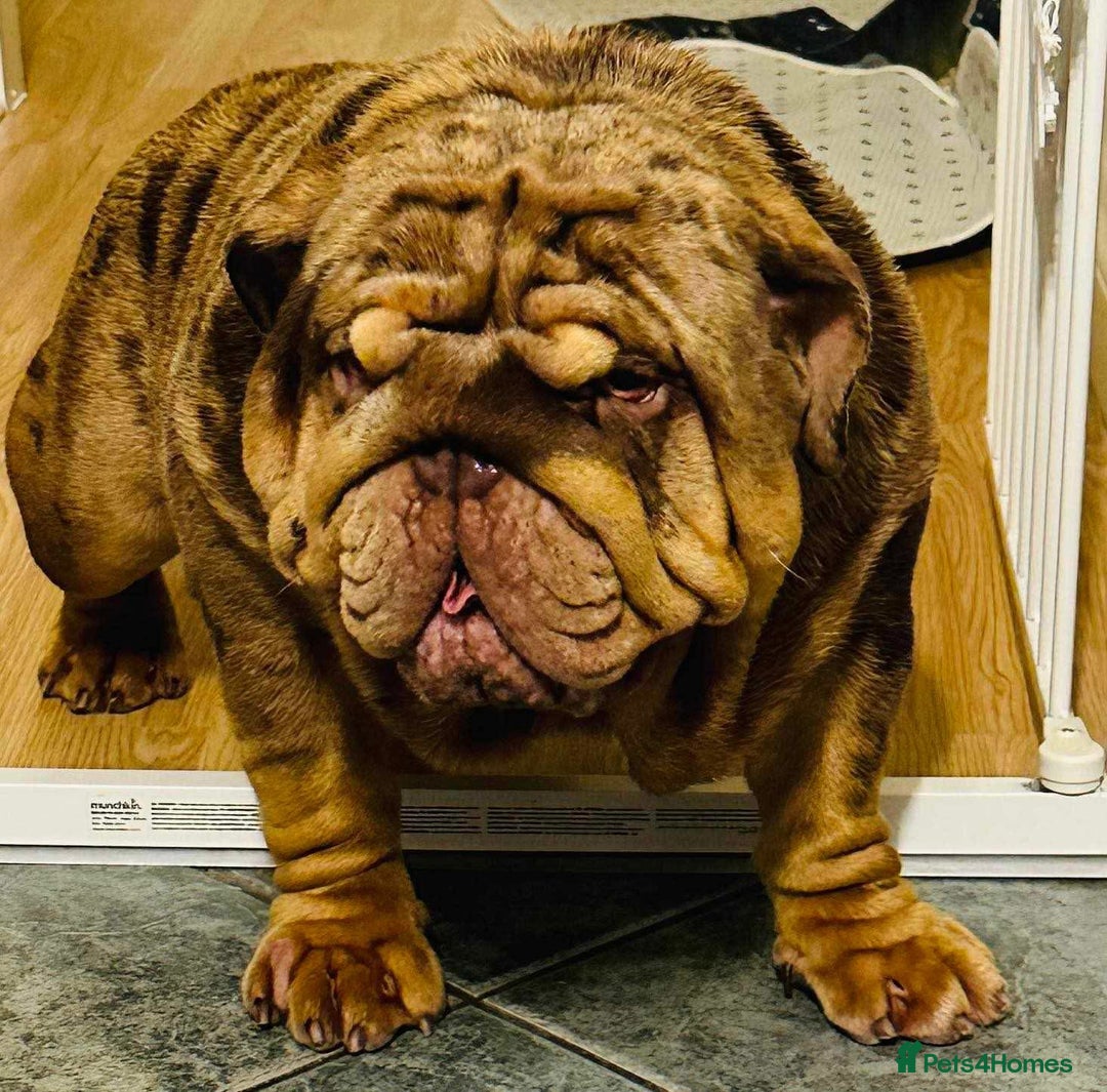 English Bulldog dogs for sale: Our girls looking for a warm sofa and full love ❤️ - Advert 27