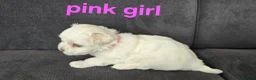 Maltese dogs for sale: ⭐️KC registered Maltese puppies⭐️ - Advert 15
