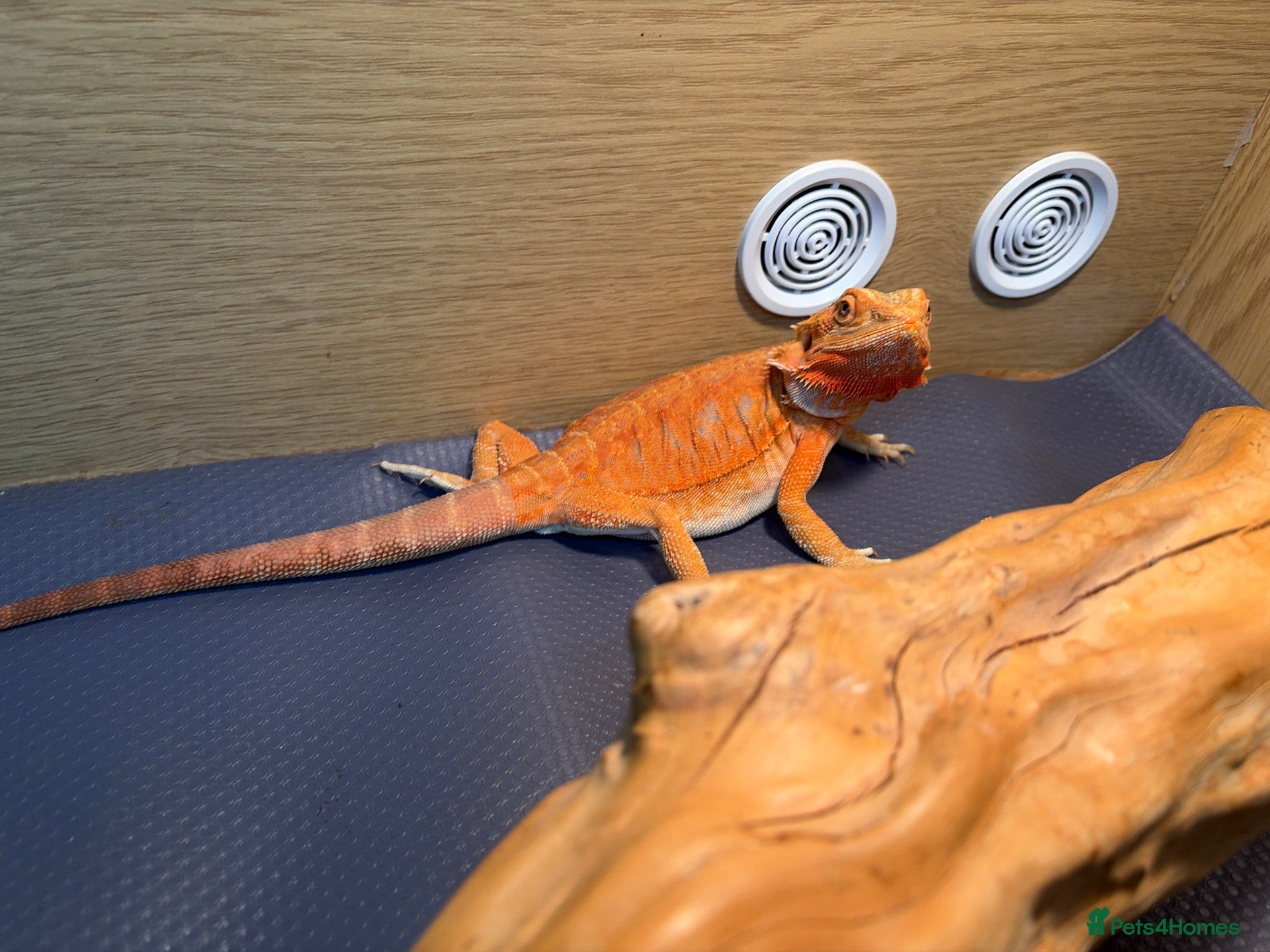 Bearded Dragon reptiles for sale: phoenix  - Advert 2