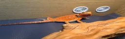 Bearded Dragon reptiles for sale: phoenix  - Advert 2