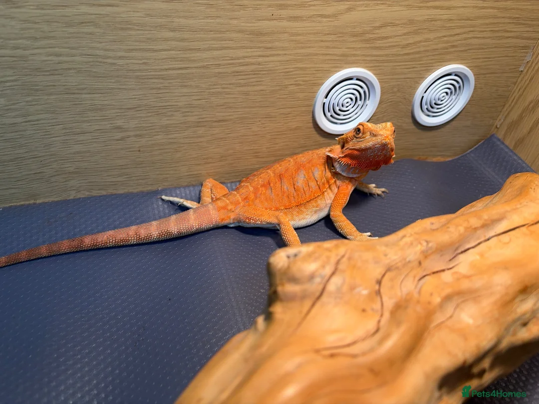 Bearded Dragon reptiles for sale: phoenix  - Advert 2