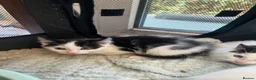 Mixed Breed cats for sale: Pure white and black and white kittens  - Advert 2