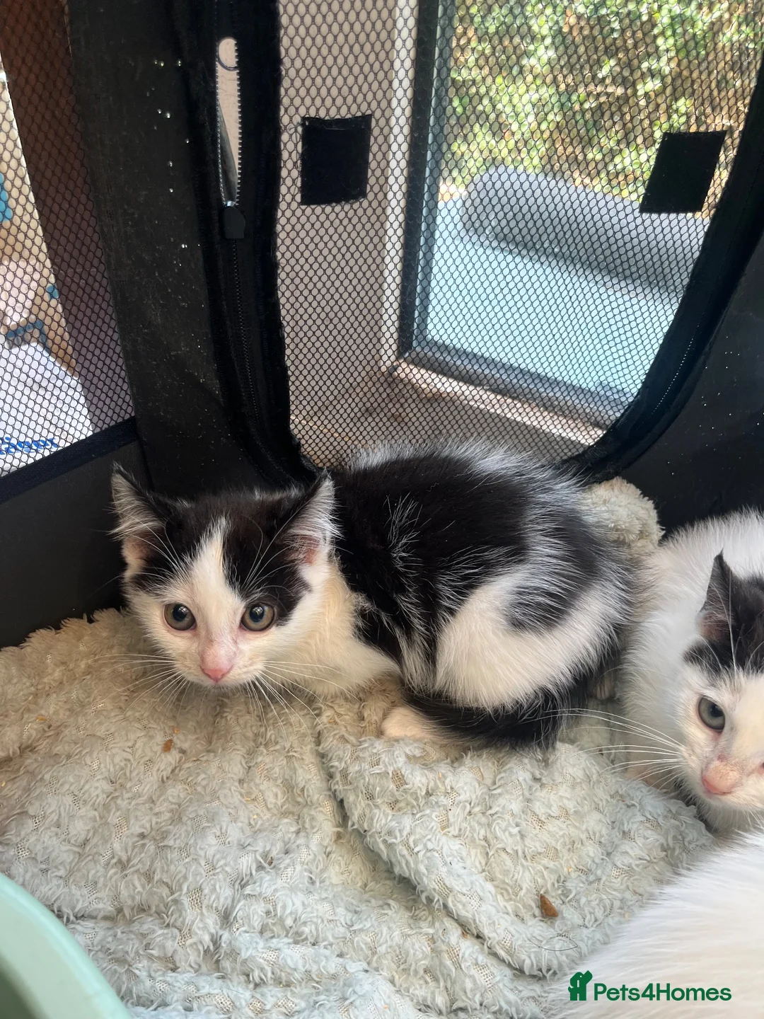 Mixed Breed cats for sale: Pure white and black and white kittens  - Advert 2
