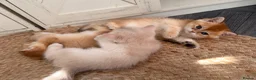 British Shorthair cats for sale: Two NY12 girls Available  - Advert 8
