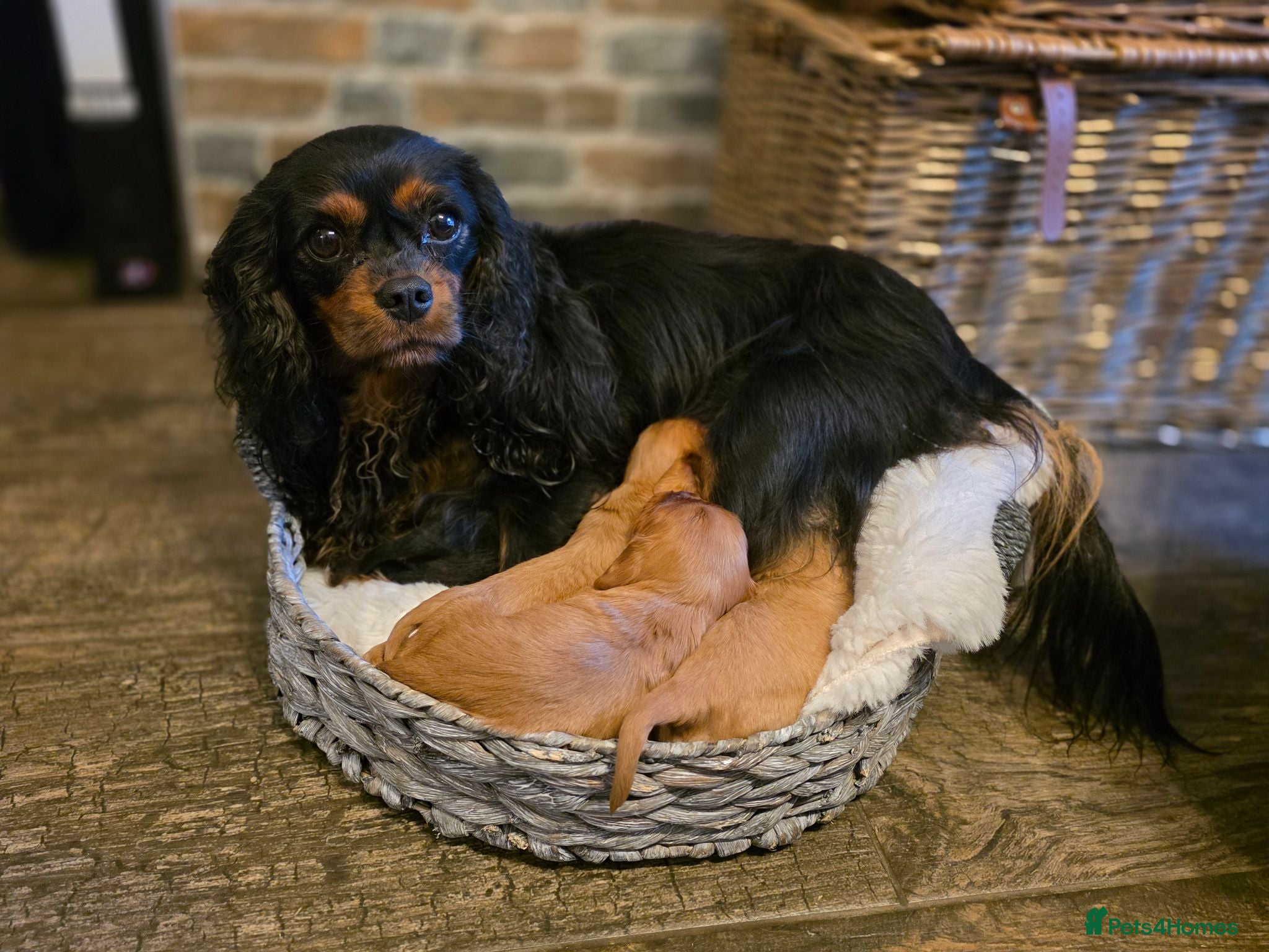 Cavalier King Charles Spaniel dogs Ruby, Black and tan cavalier litter  - Advert 8