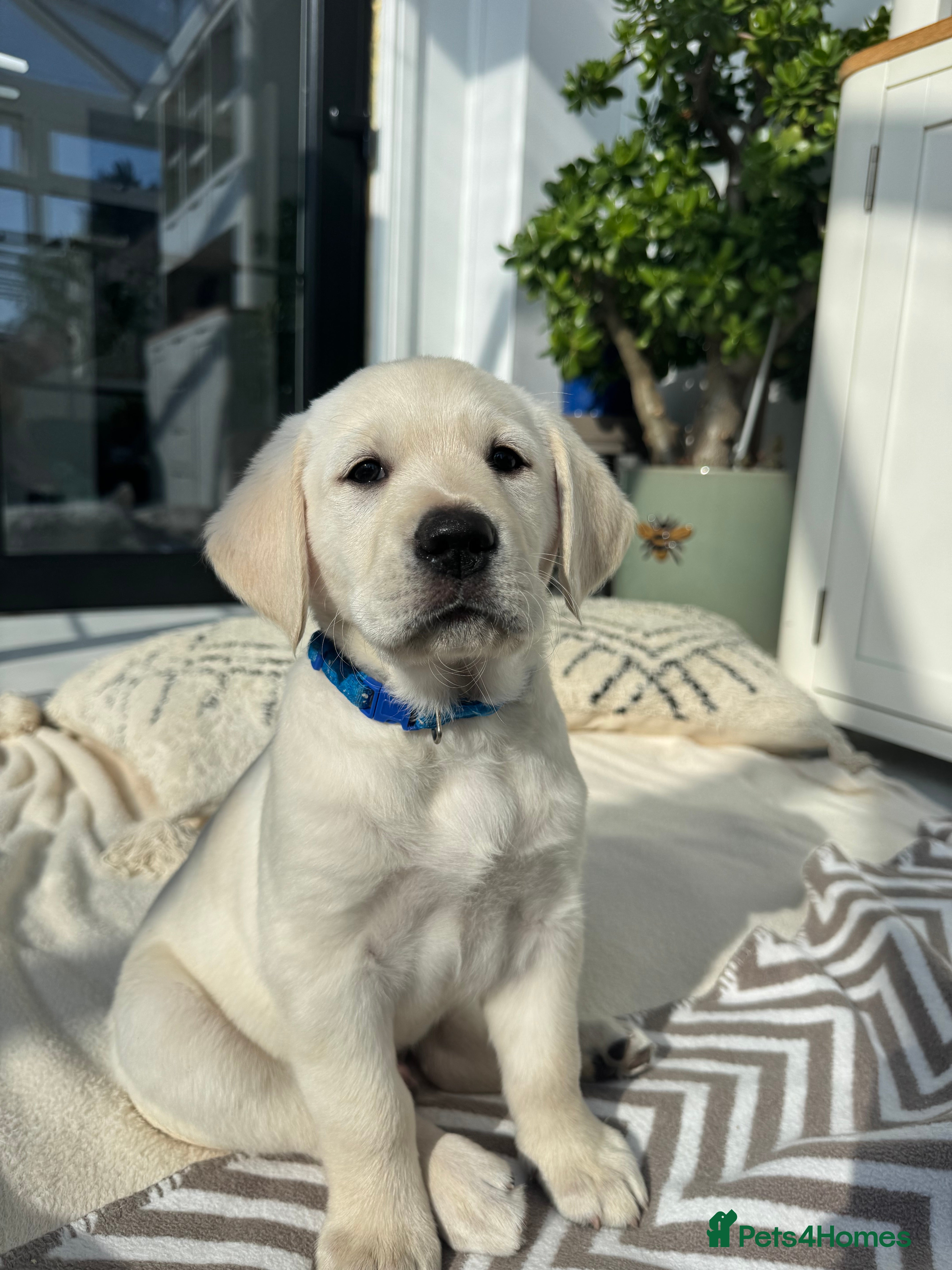 Goldador dogs Adorable White Golden Retriever x Labrador Pups  - Advert 5
