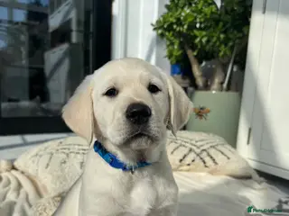 Goldador dogs Adorable White Golden Retriever x Labrador Pups - Advert 9