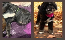 Bernedoodle dogs for sale: Miniature F1bs Bernedoodle  - Image 24