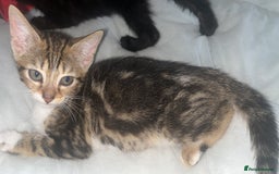 Maine Coon cats for sale: Maine coon girls and boys - Image 2