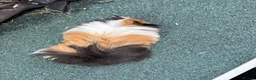 Guinea Pig rodents for sale: 2 single boars - Advert 8