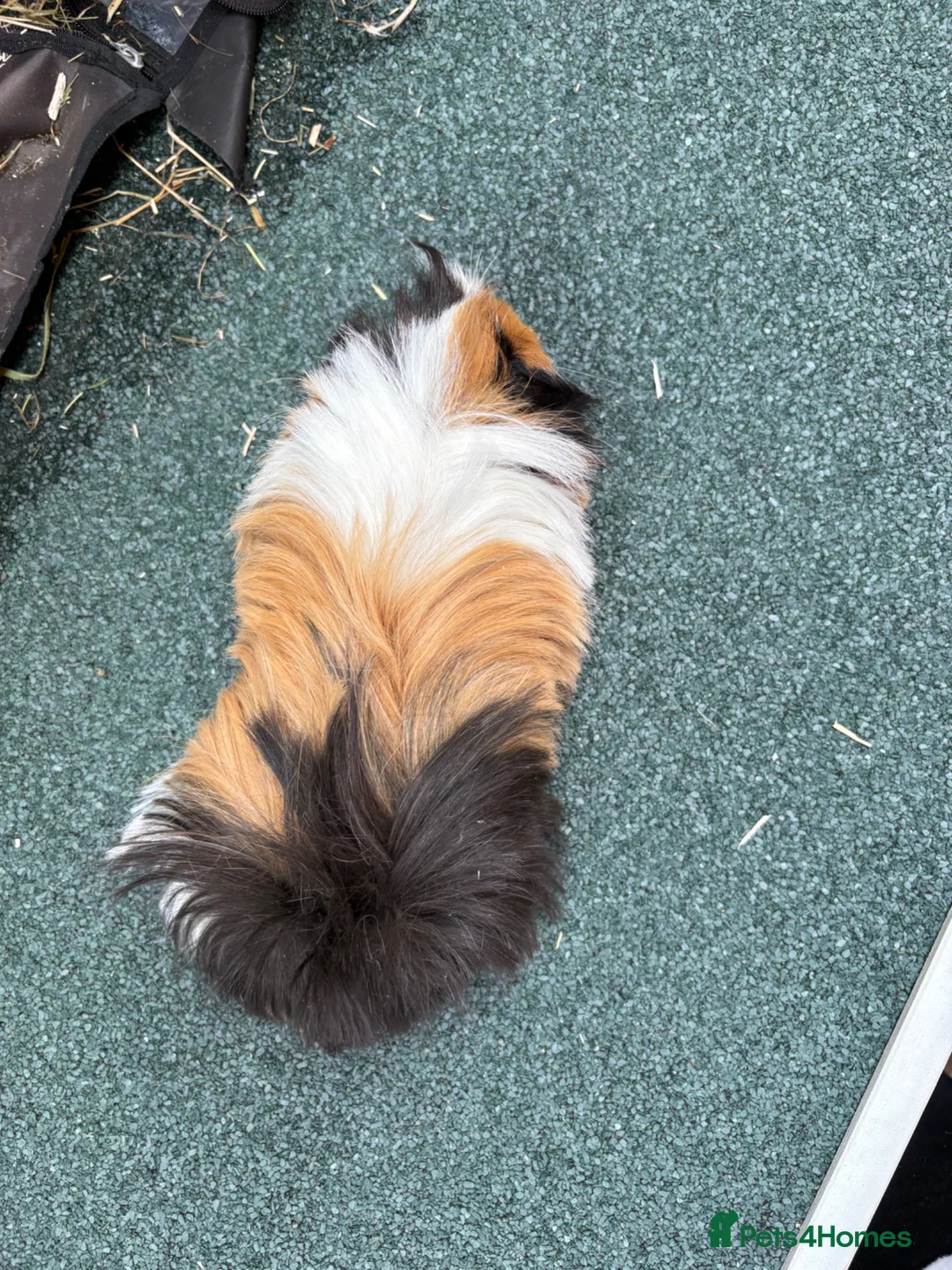 Guinea Pig rodents for sale: 2 single boars - Advert 8