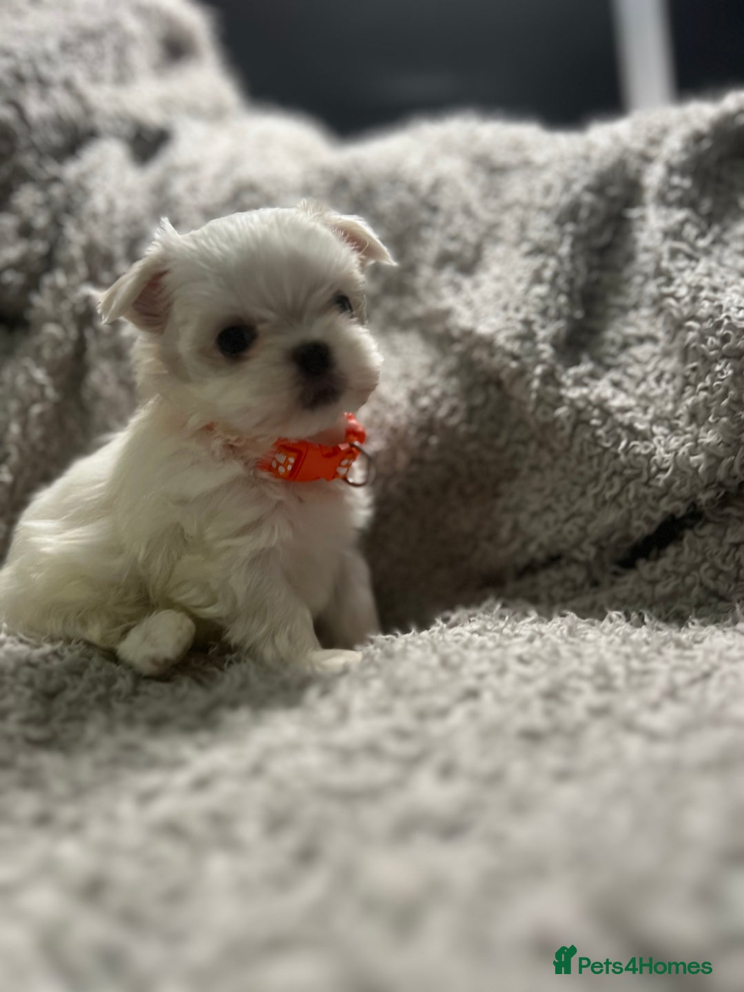 Maltese dogs for sale: Maltese puppies available  - Advert 21