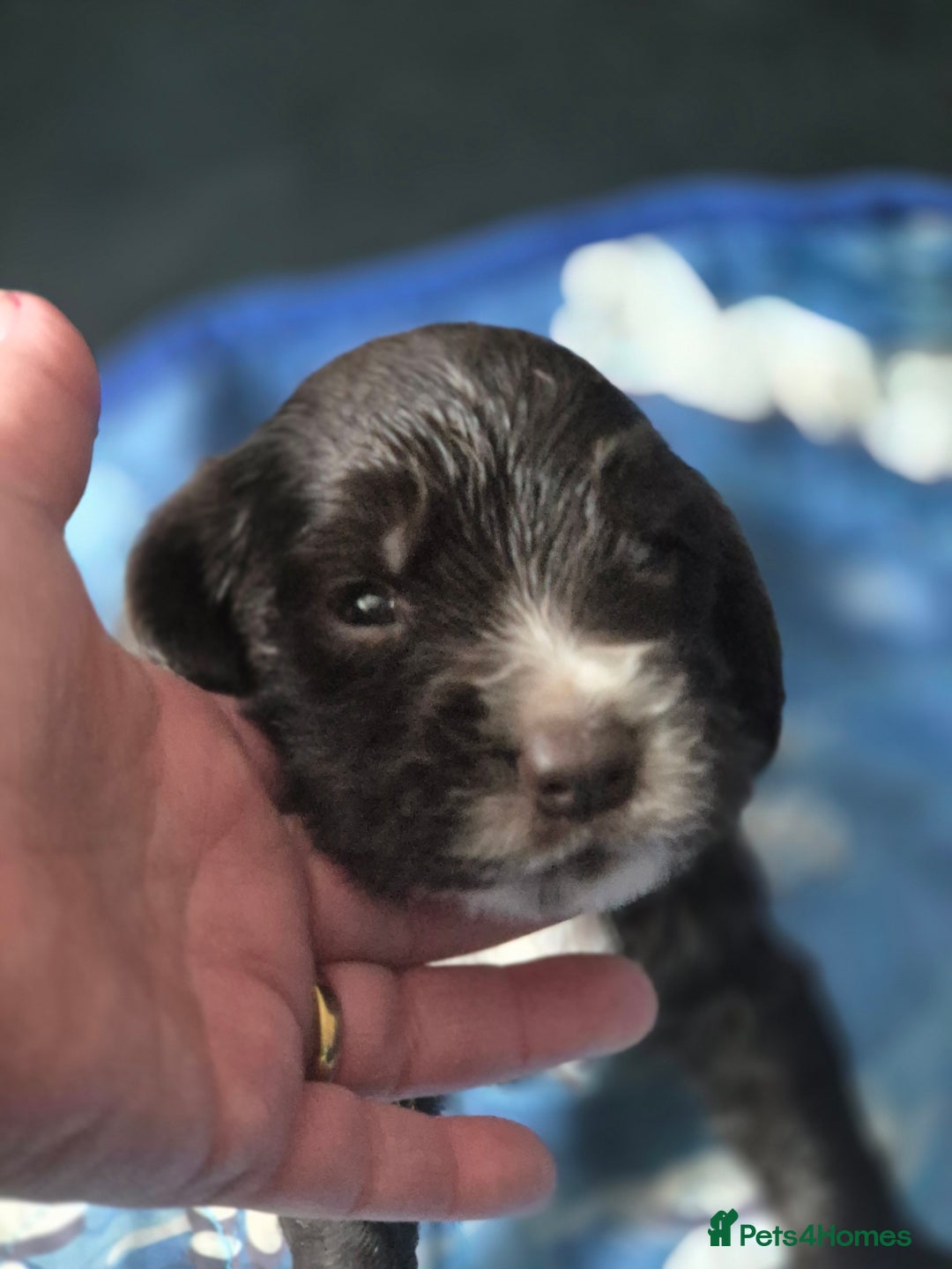 Sprocker dogs for sale: Sprockers - Image 10