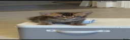 Bengal cats for sale: Mr odin - Advert 7