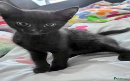 Mixed Breed cats for sale: Kittens looking for homes  - Image 2