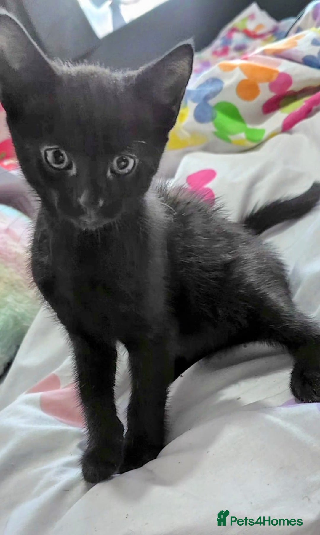 Mixed Breed cats for sale: Kittens looking for homes  - Image 2
