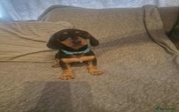 Dachshund dogs for sale: Adorable Dachshund Puppies for Sale - Image 1