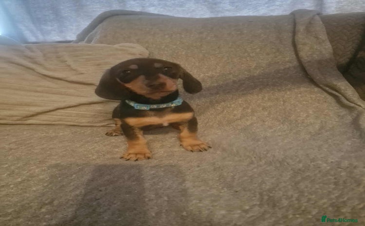 Dachshund dogs - Advert 1