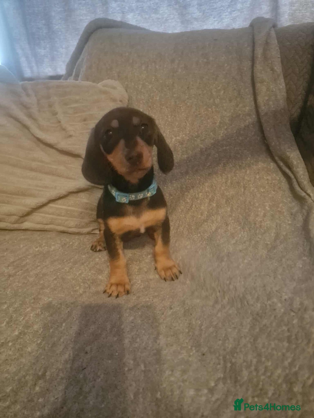 Dachshund dogs for sale: Adorable Dachshund Puppies for Sale - Image 1