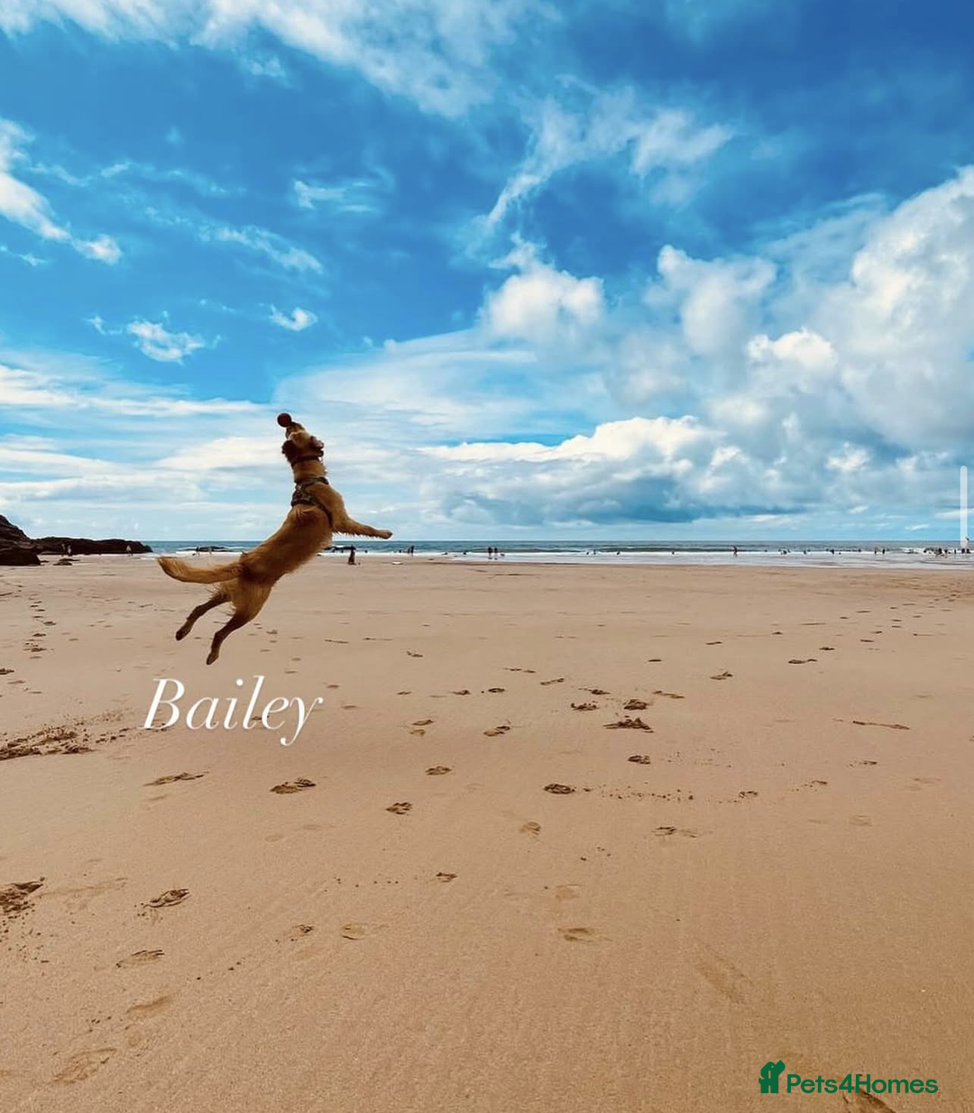 Golden Retriever dogs for sale: Best of Breed Golden Retrievers - Advert 17