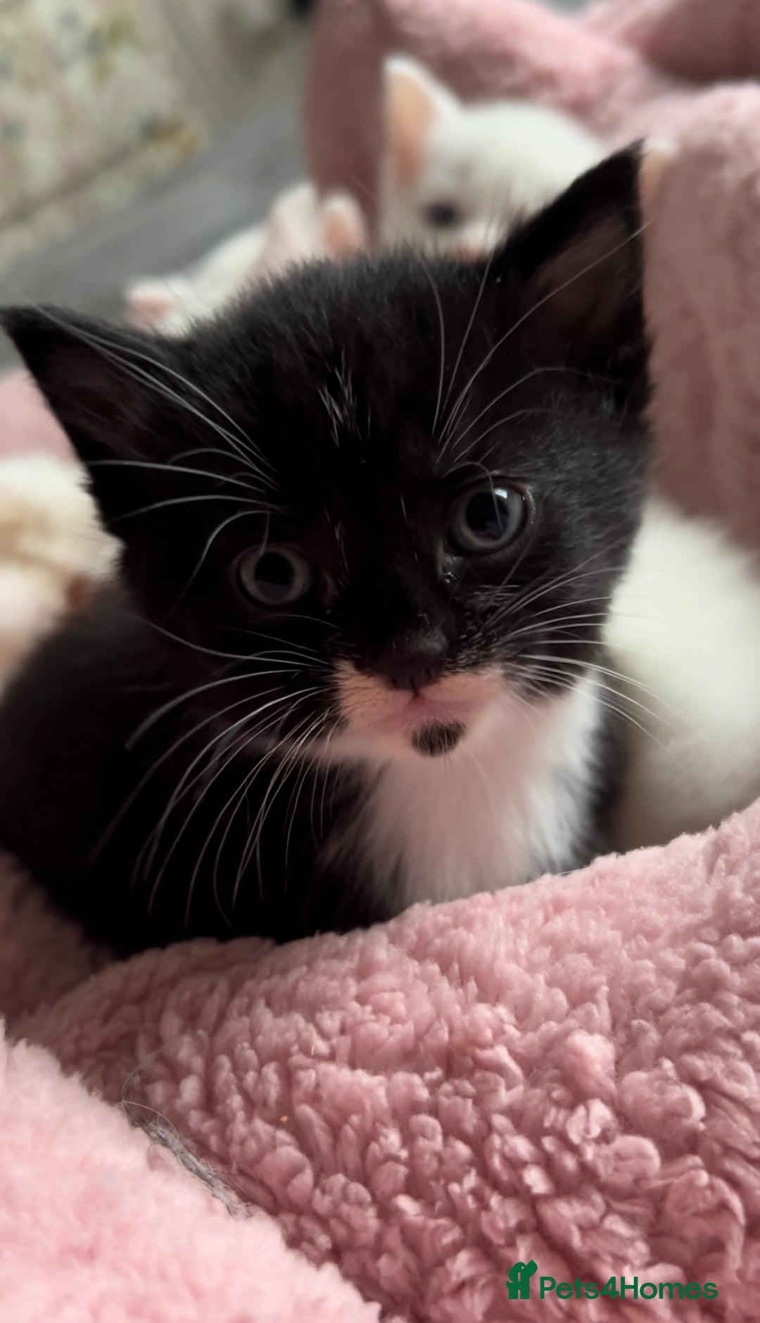 Mixed Breed cats for sale: Sweet kittens need a loving home - Image 5