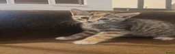 Mixed Breed cats for sale: 2 tabby girl kittens available  - Advert 4