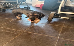 Dachshund dogs for sale: Teckle Dachshund  - Advert 7