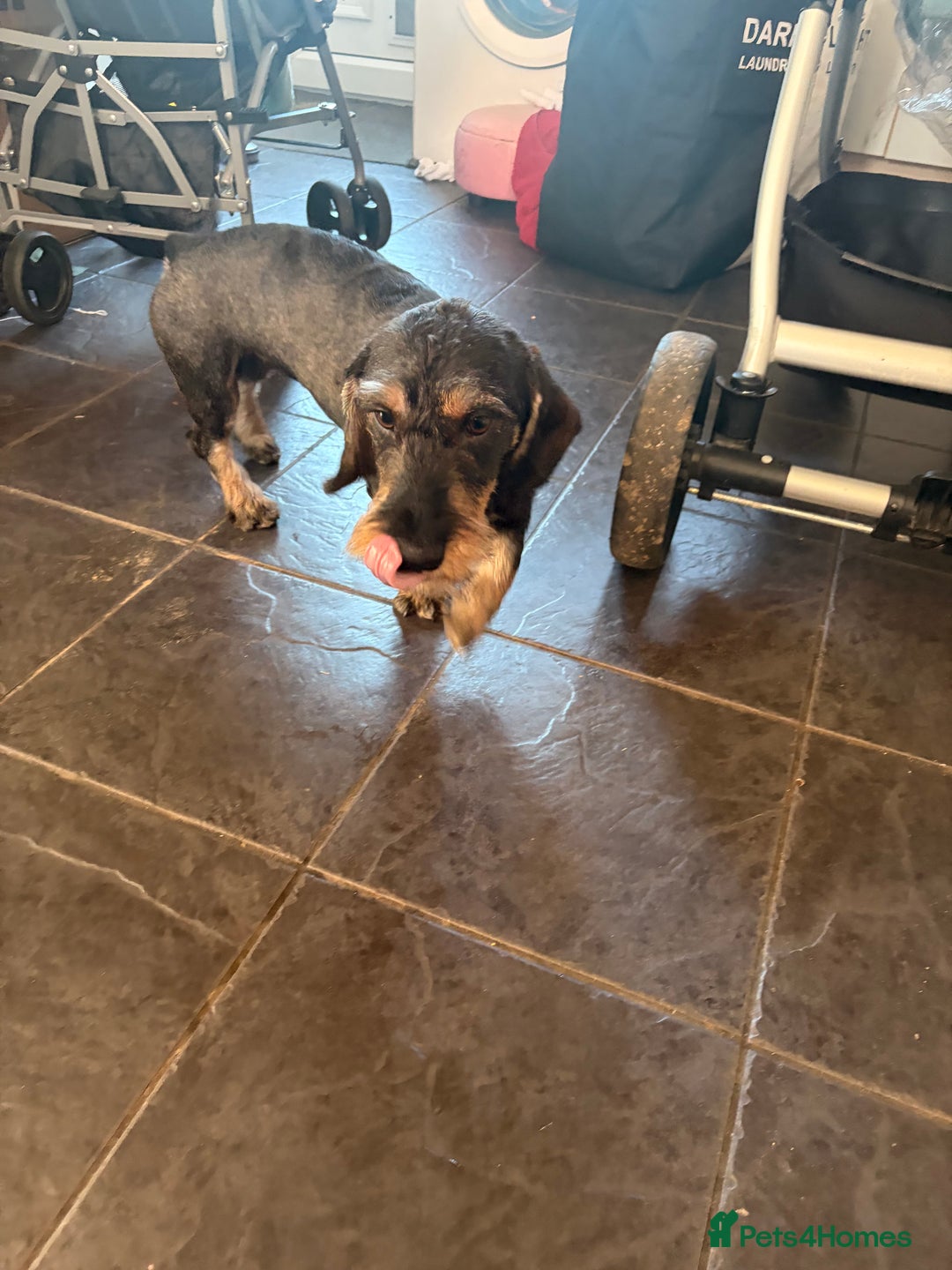 Dachshund dogs for sale: Teckle Dachshund  - Advert 7