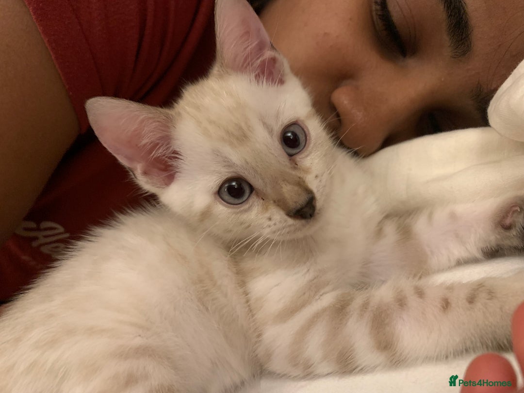 Bengal cats for sale: High Quality Bengal Beauty - Image 6