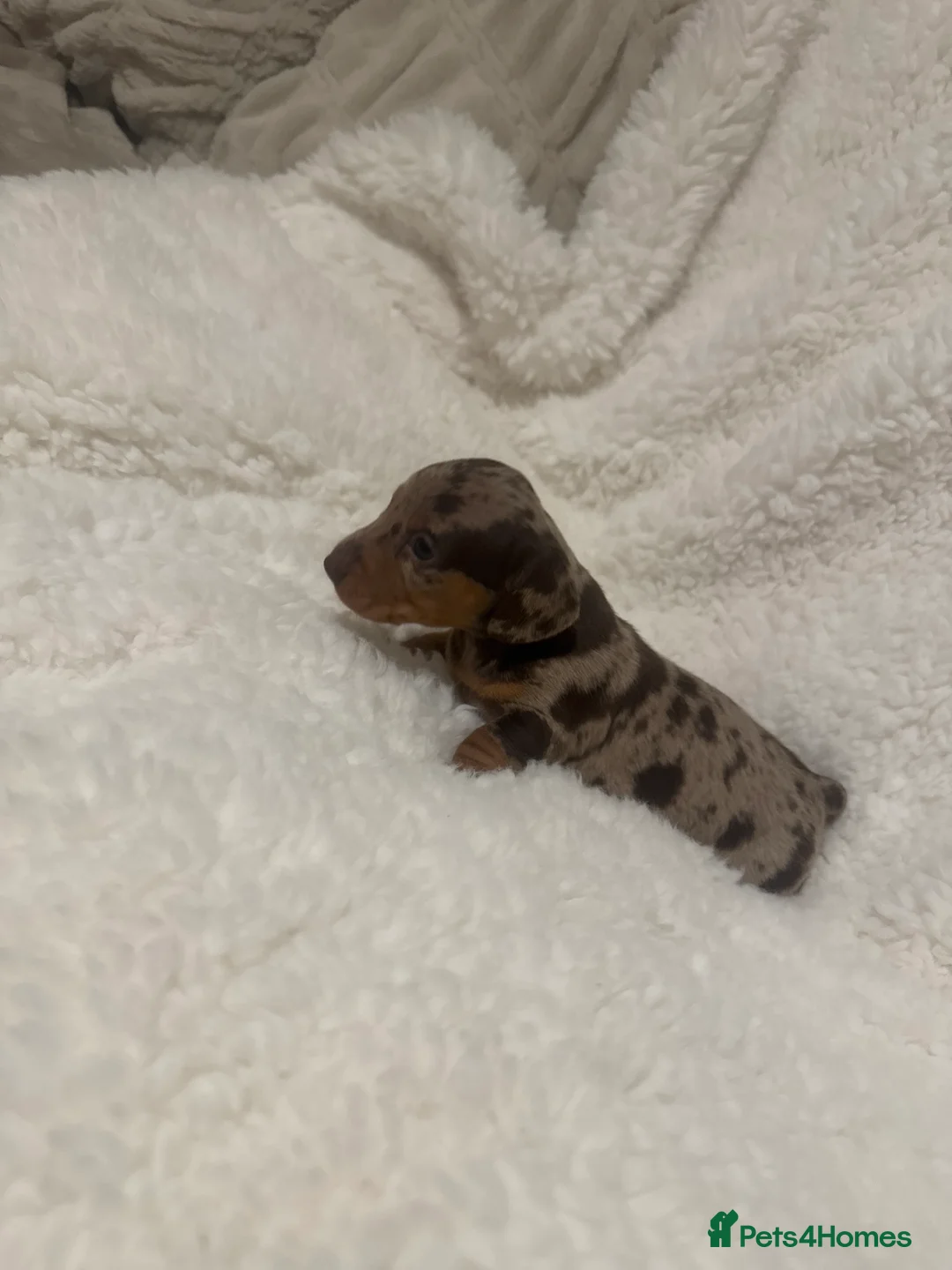 Miniature Dachshund dogs for sale: Outstanding miniature dachshund puppies  - Advert 6