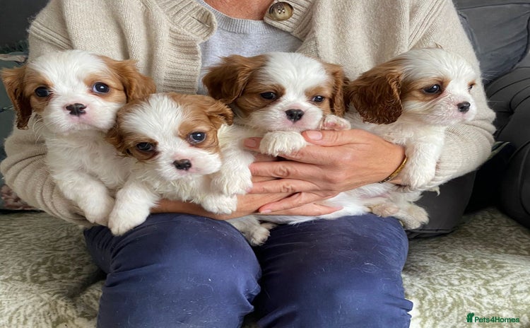 Cavalier King Charles Spaniel dogs - Advert 6
