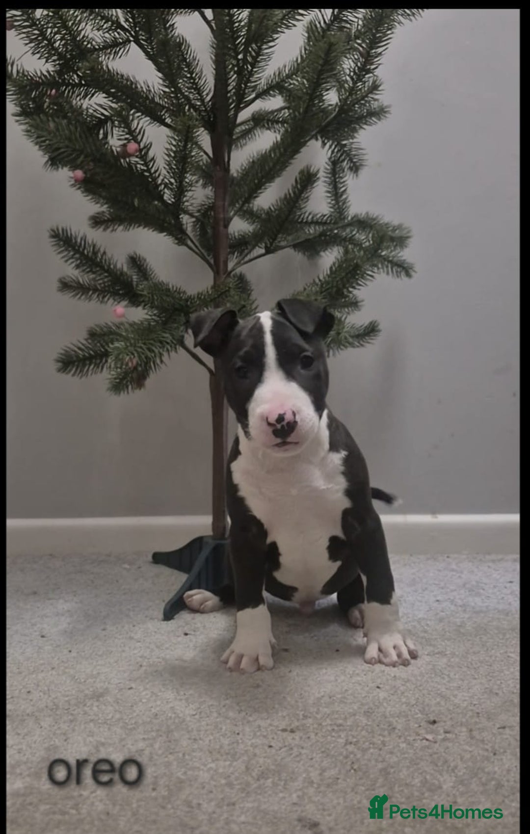 Mixed Breed dogs for sale: Staffordshire Bullterrier cross bullterrier - Advert 3