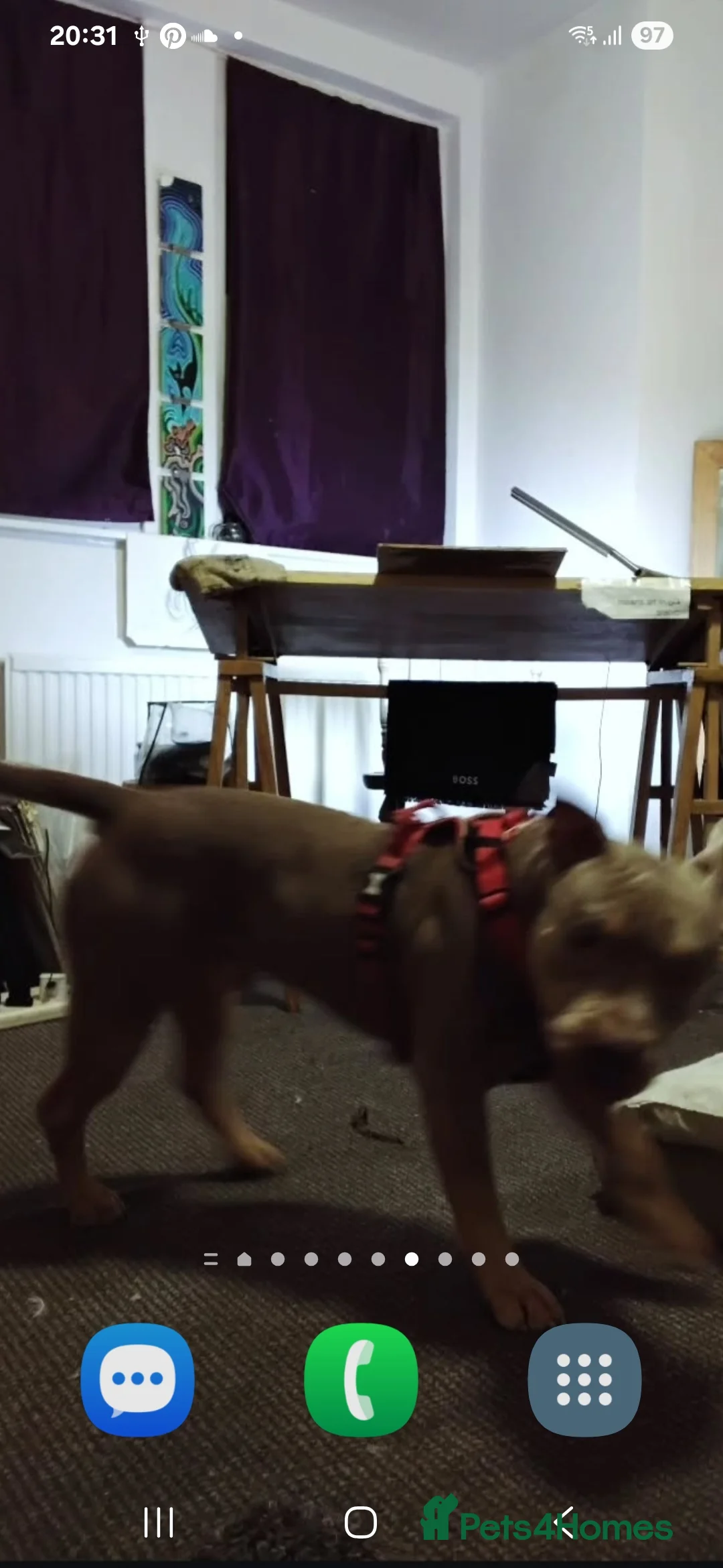 American Bulldog dogs for sale: American Bulldog - Advert 4