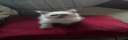 Ragdoll cats for sale: Beautiful Pure Ragdoll kittens - Advert 6