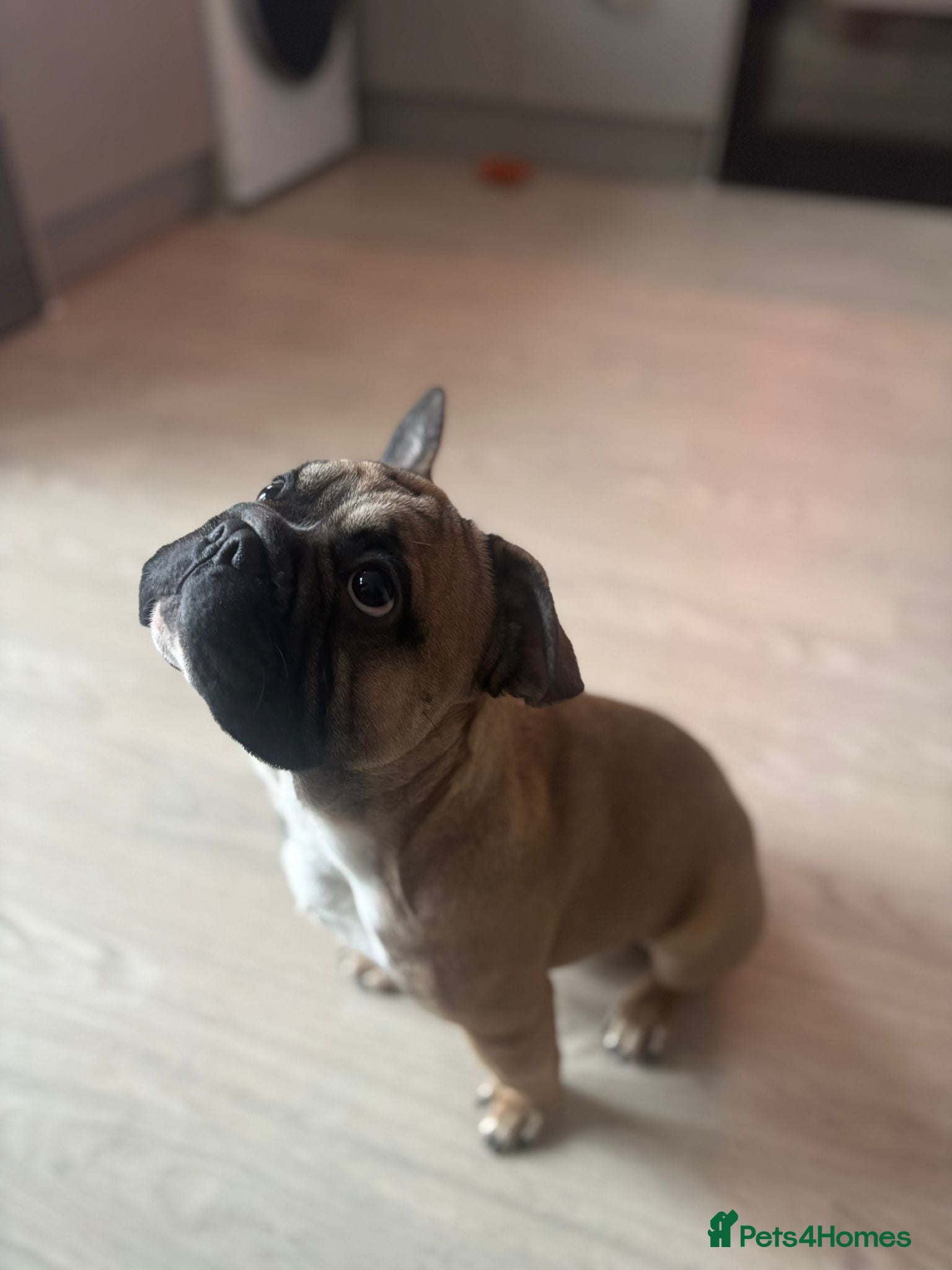 Mixed Breed dogs ROPE french bulldog  - Advert 1