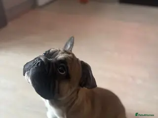 Mixed Breed dogs ROPE french bulldog - Advert 4