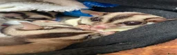 Sugar Glider rodents for sale: 3 female sugar gliders and set up - Advert 4
