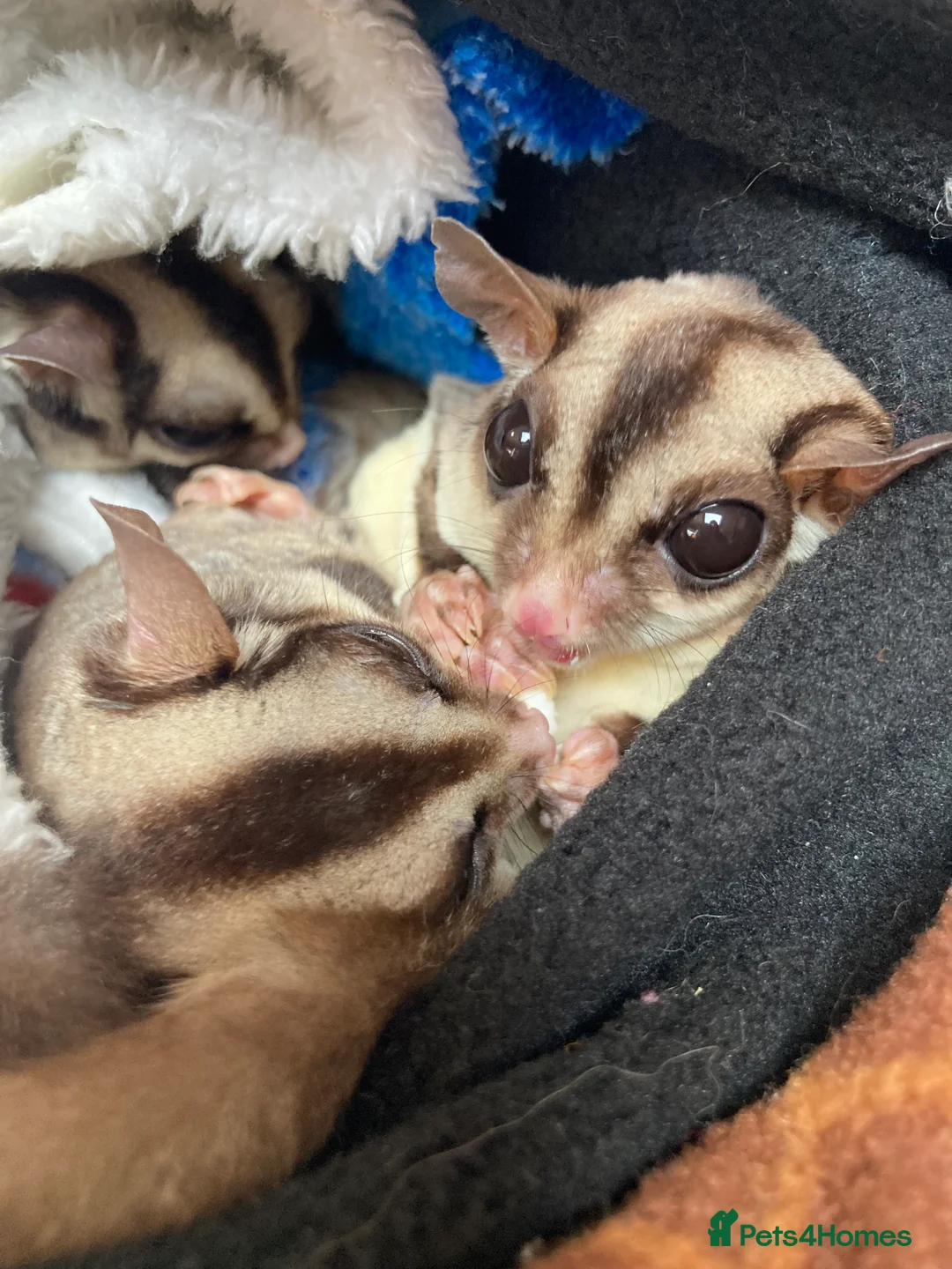 Sugar Glider rodents for sale: 3 female sugar gliders and set up - Advert 4