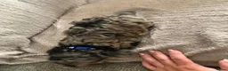 Cockapoo dogs for sale: Stunning cockapoos - Advert 15