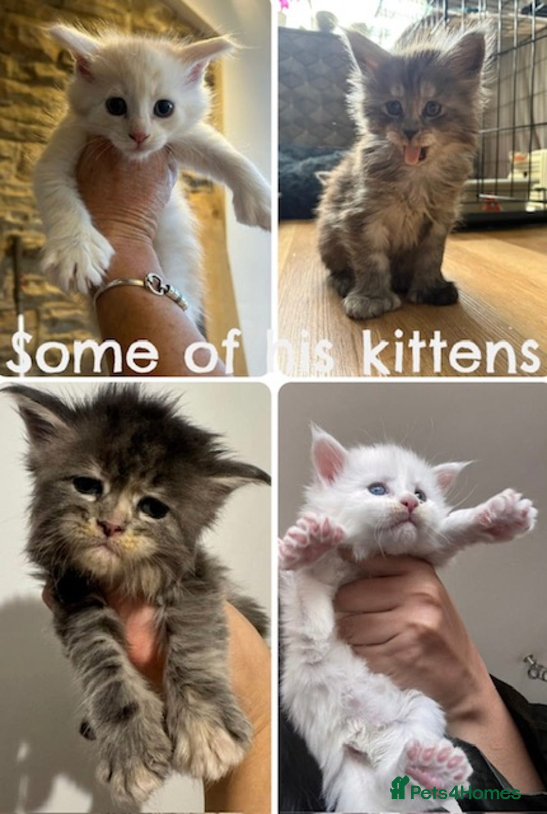 Maine Coon cats for stud: Stud- Polydactyl Maine Coon  - Advert 6