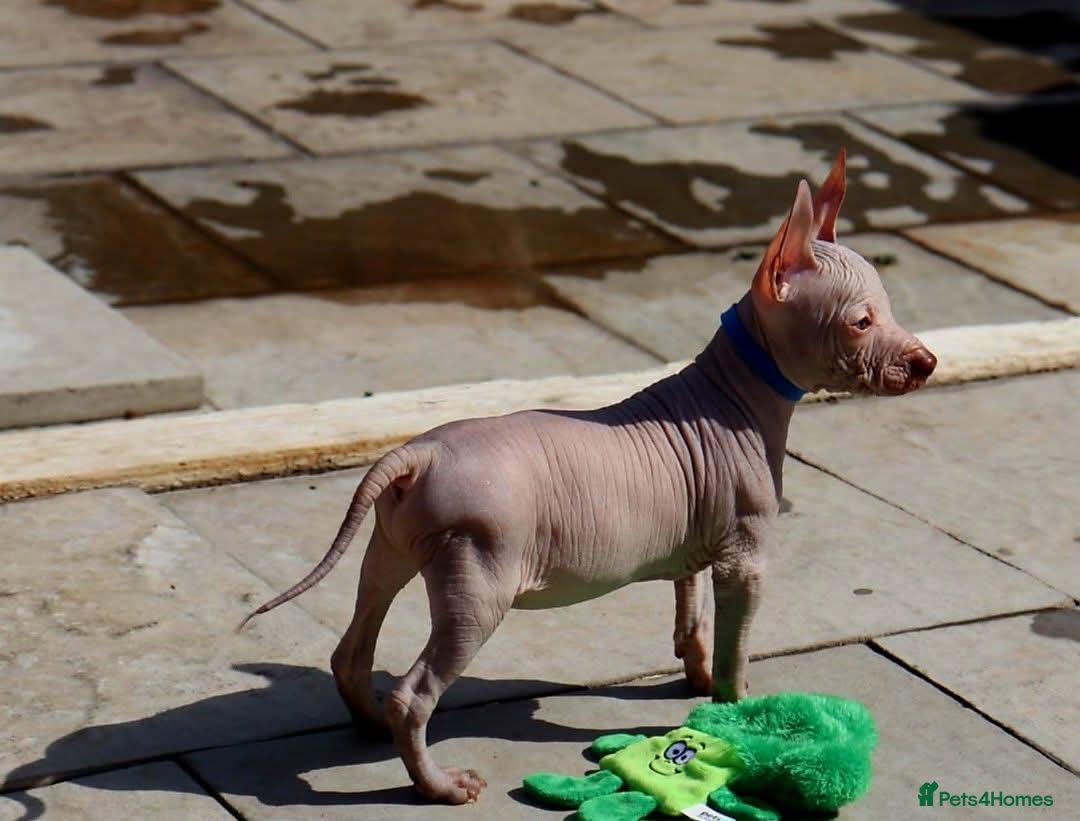 Mexican Hairless dogs for sale:  1 mini boy red  2000 mini black girl 2000. - Image 24