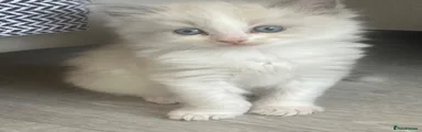 Ragdoll 2