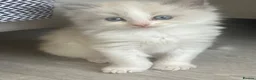 Ragdoll cats for sale: Beautiful Ragdoll Kittens - Advert 13